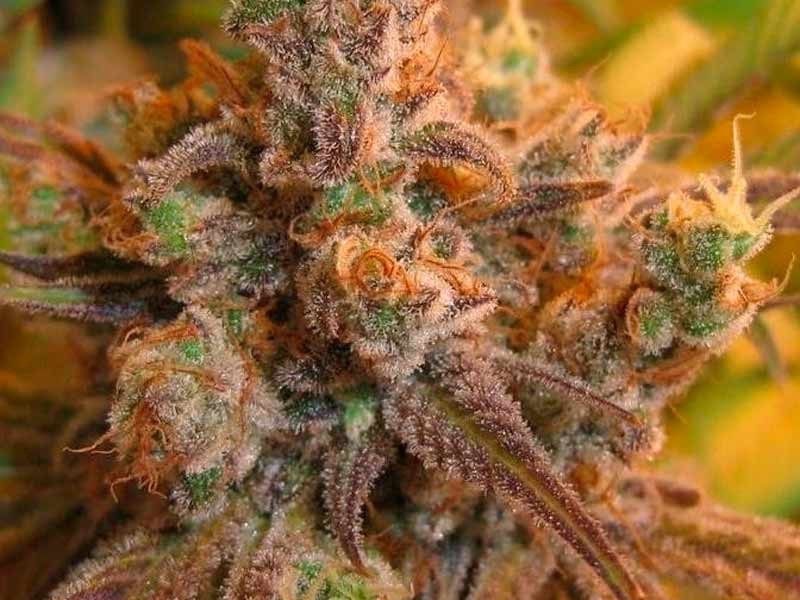 Сорт Super Silver Haze от Green House Seeds