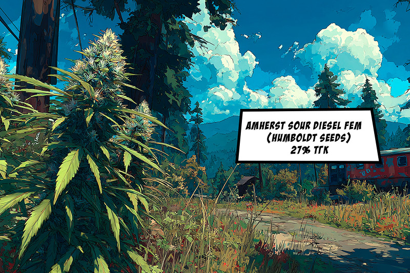 Amherst Sour Diesel fem (Humboldt Seeds)