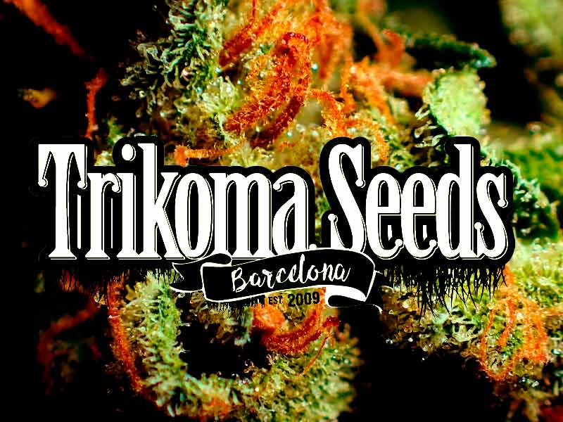 Trikoma Seeds - сидбанк семян конопли